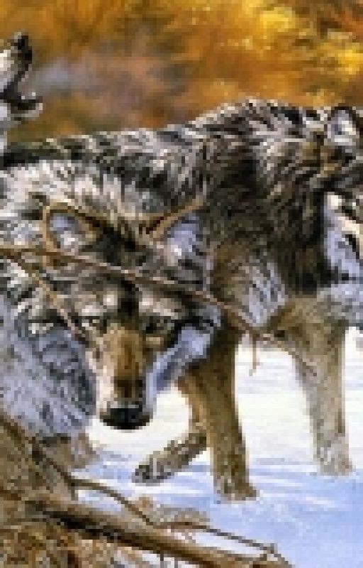 Дикое сердце. Ключ в будущее