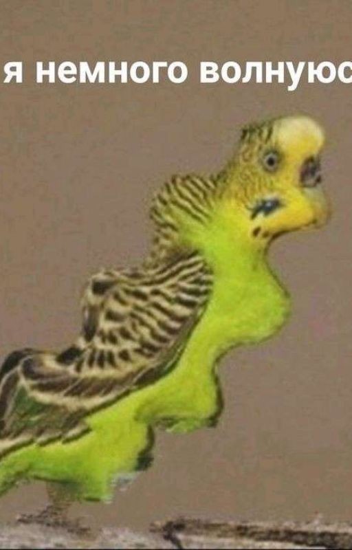 Гороскопы? А ну окей 😂