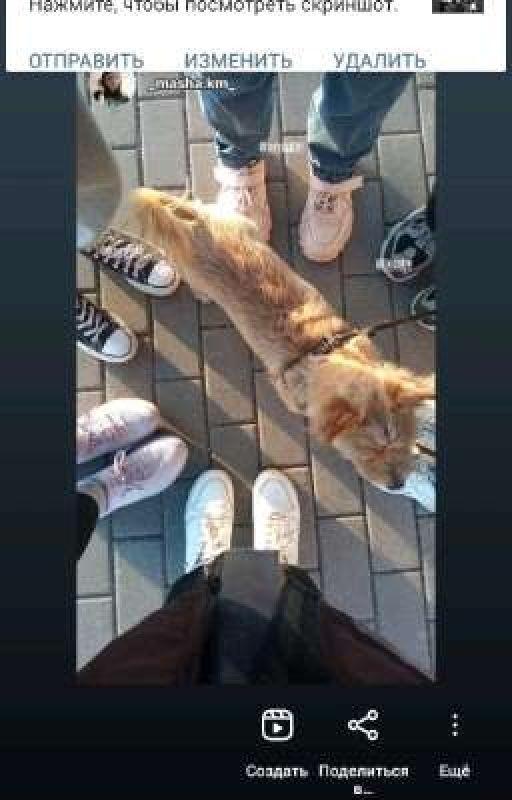 10 котов