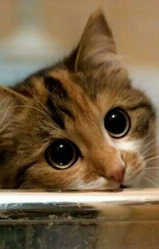 Дневник кота