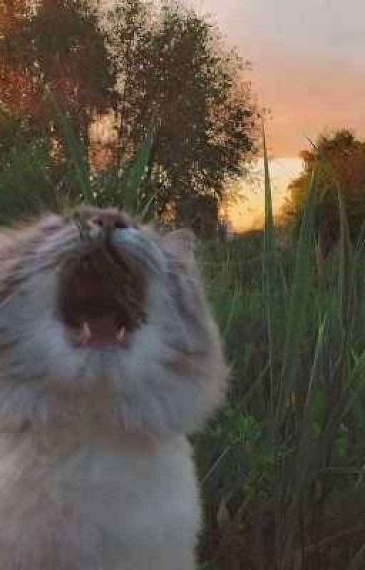 ✩::беззаботное лето