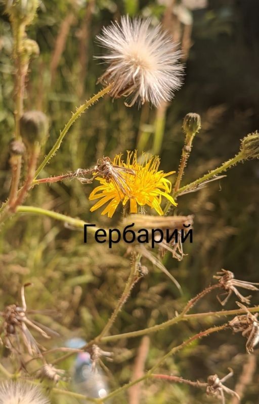 Гербарий