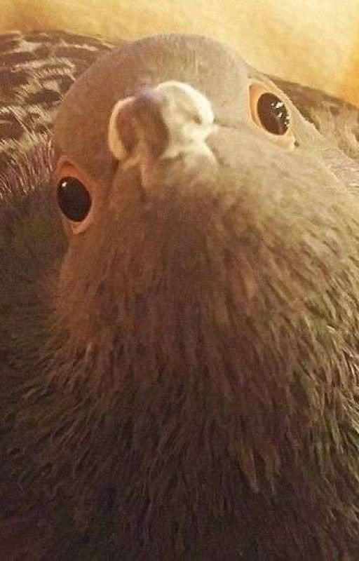 Это был сон? А жаль