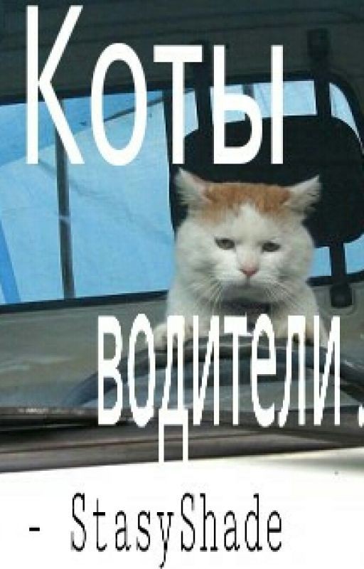 Коты Водители