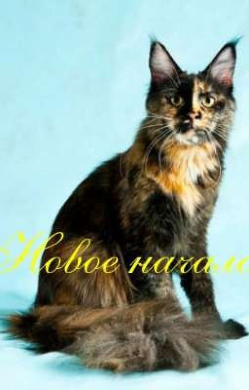 Новое начало