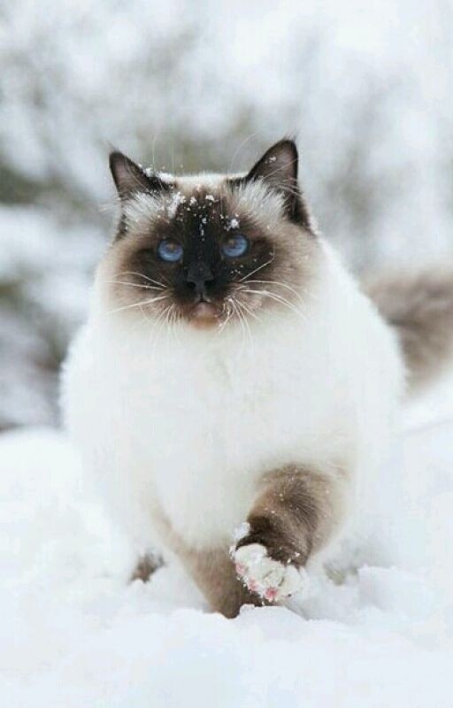 Приключения Тимофея или дневник кота