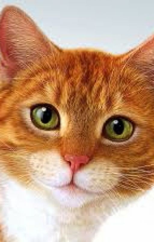 Приключение кота Саймона
