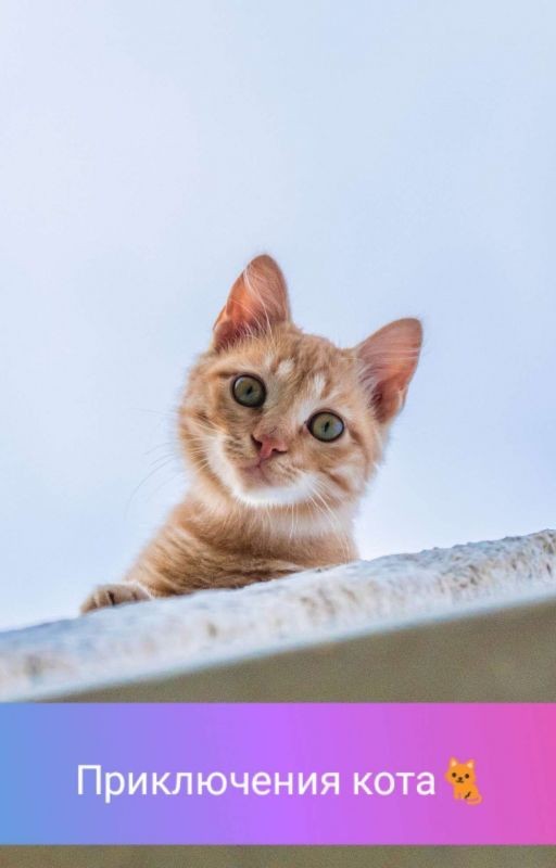 Приключения кота