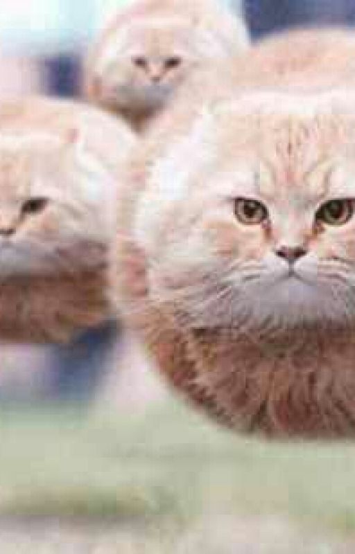 Приключения Кота Васи