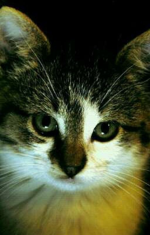 Корм для котёнка