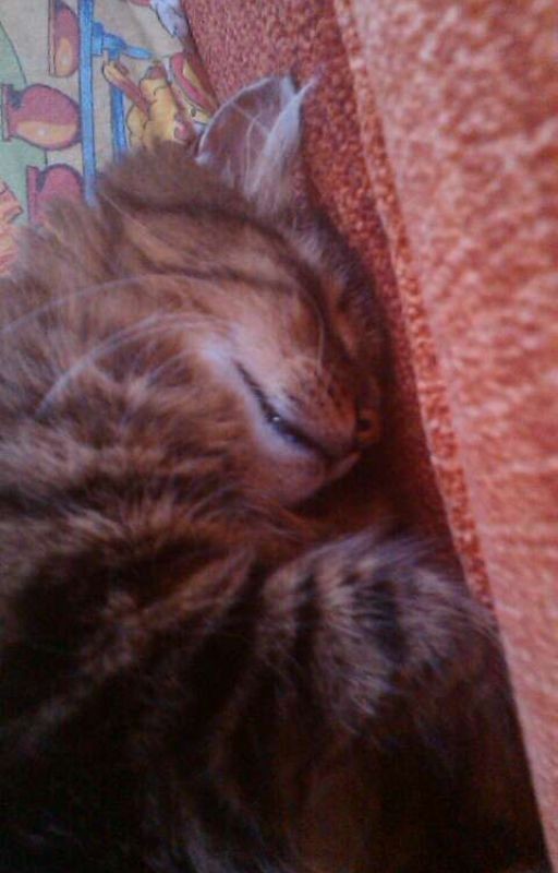 Приключения удивительного кота