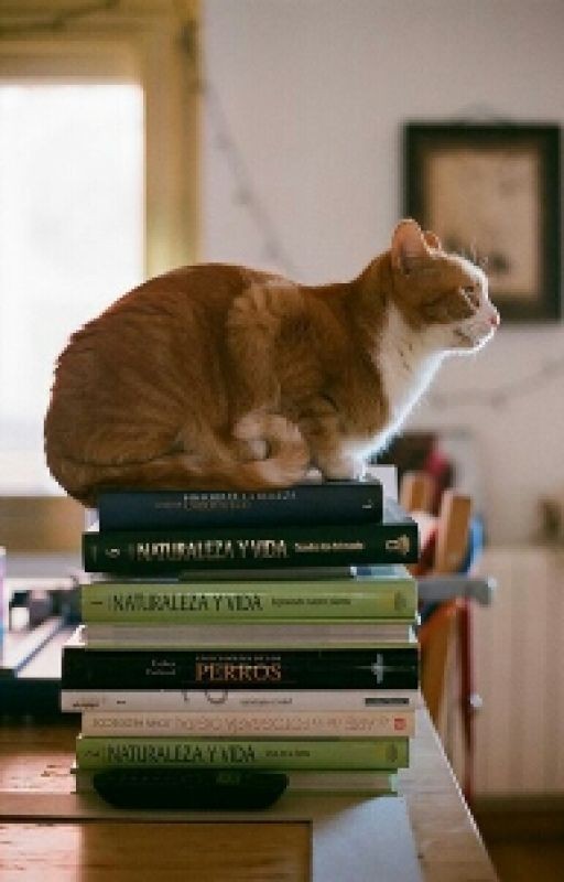Книжная Полка