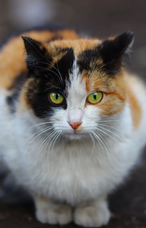 Трёхцветный кот