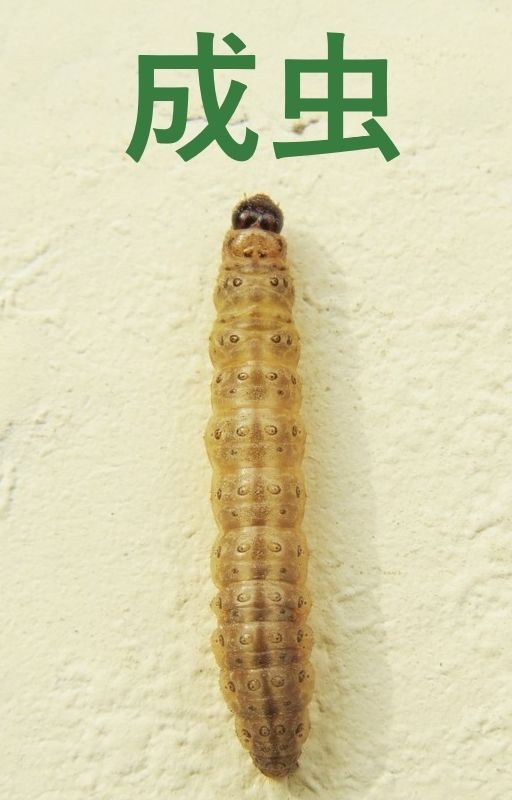 Seichu🐛