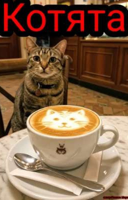 Котята