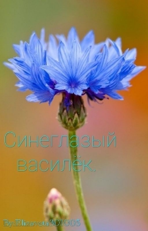 Синеглазый василёк