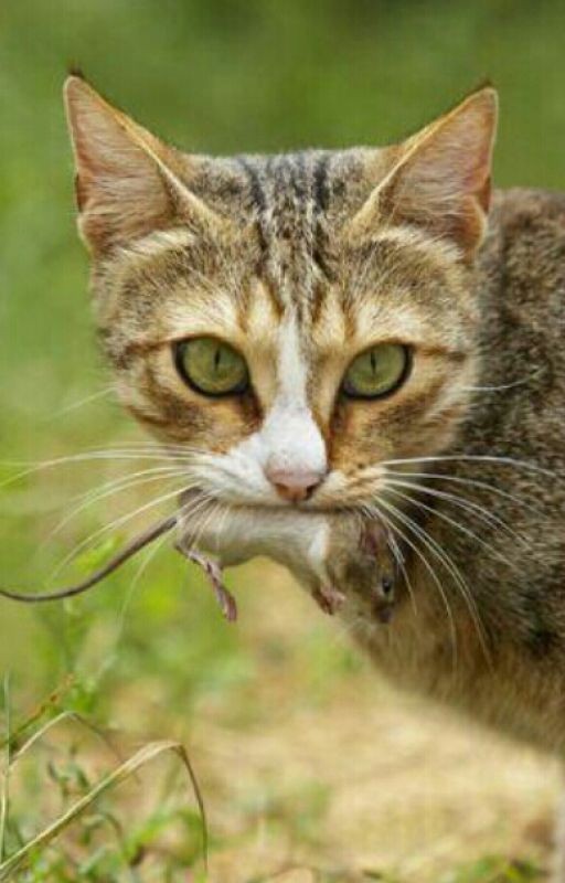 Коты-воители. Целитель. Перерождение
