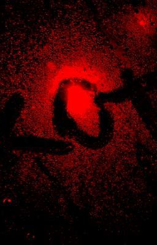 кот ( фф с пальто)