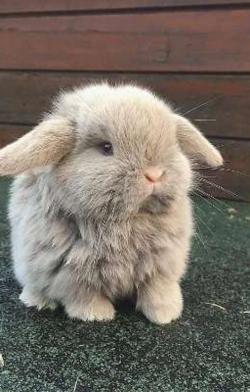 оцениваю фанфики, заек💞