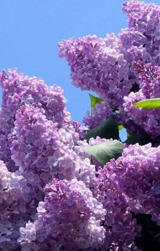 куст сирени🌸