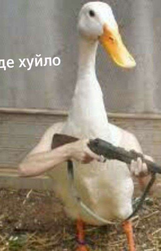 Новая История Пташек🐦 Книга II