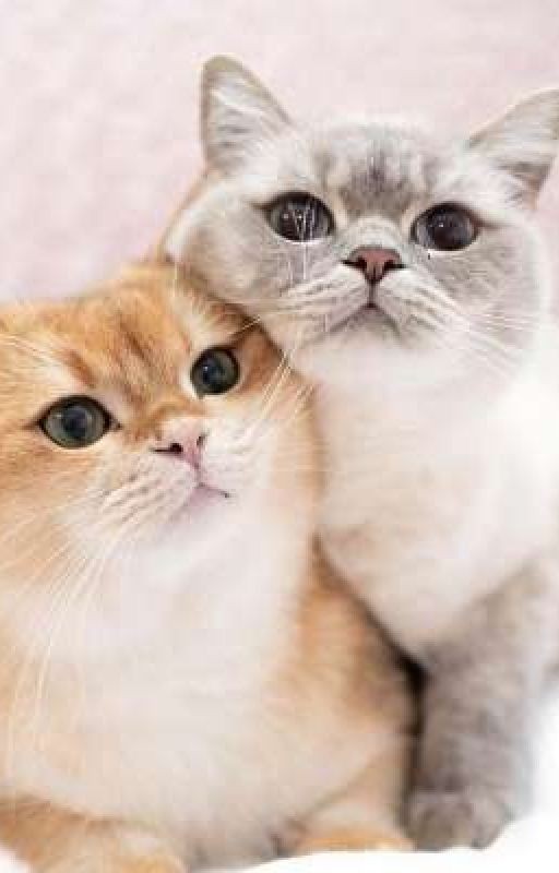 I love u, Orange Cat