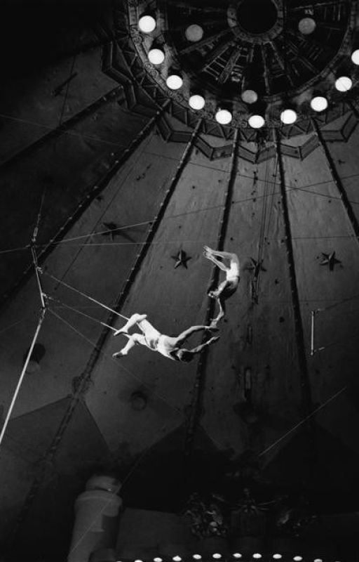 "Stray" circus