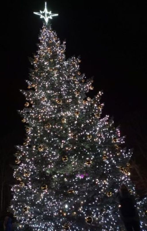 Рождественская звезда🌟🎄