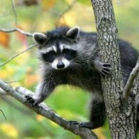 raccoon-girl27