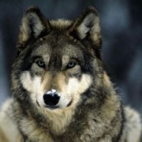 wolf-vun