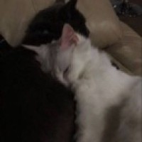 meowlilko