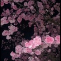 litdreamer1