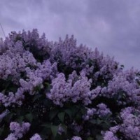 vi-moon1