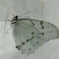 butterfly1306