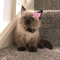 ilovepawpotrol