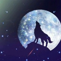 wolf-vv