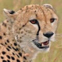 cheetahlayri