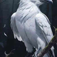 whitecrowow