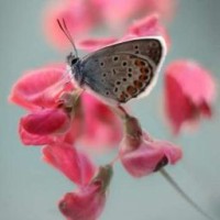 lili-sakura