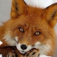 fox-red