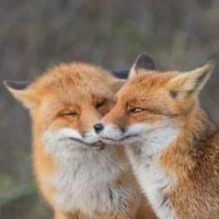 lizzie-foxy-krosh
