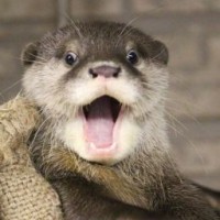 animalstv66