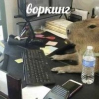 lustra-blyat