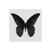 black-morfo
