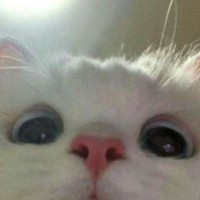 kysmur04