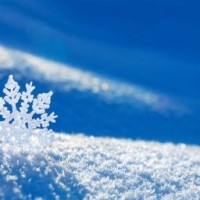 linaleesnow