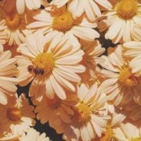 user94132