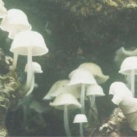 ktoto-3