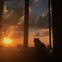 cupcatnyash