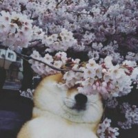 lili-simple